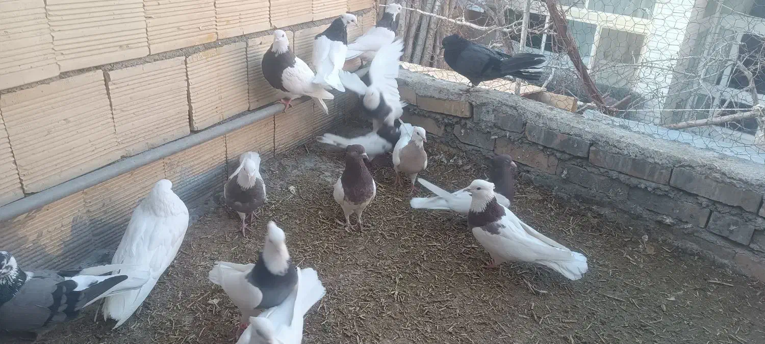 تعدادی کبوتر نقشی هم پرشی سالم|پرنده|دهاقان, |دیوار