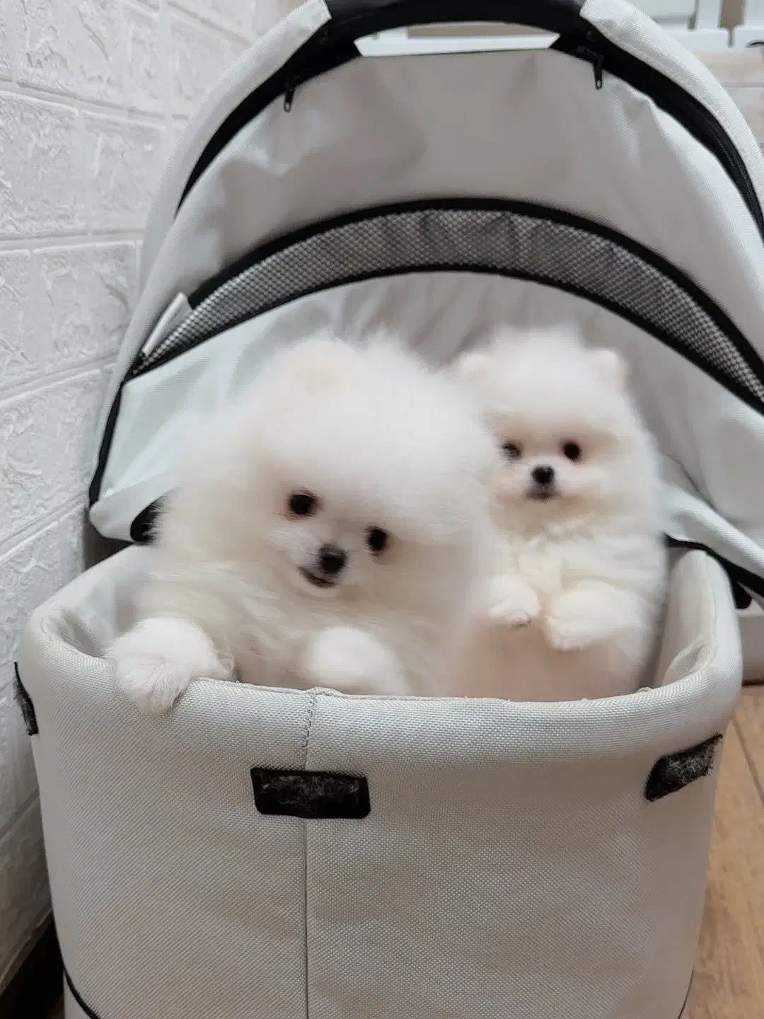 Pomeranian / Poodle / Shihtzu / dog Original|سگ|اصفهان, خواجو|دیوار