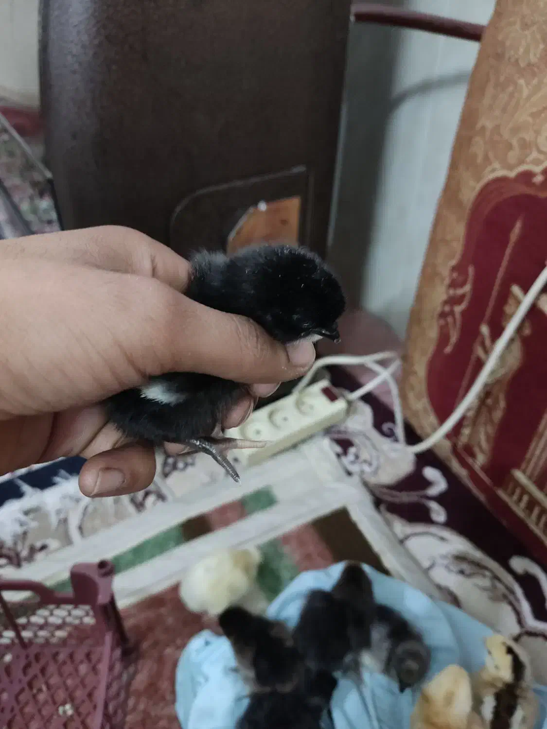 فروش جوجه دو روزه و یک هفته ای|حیوانات مزرعه|جهرم, |دیوار