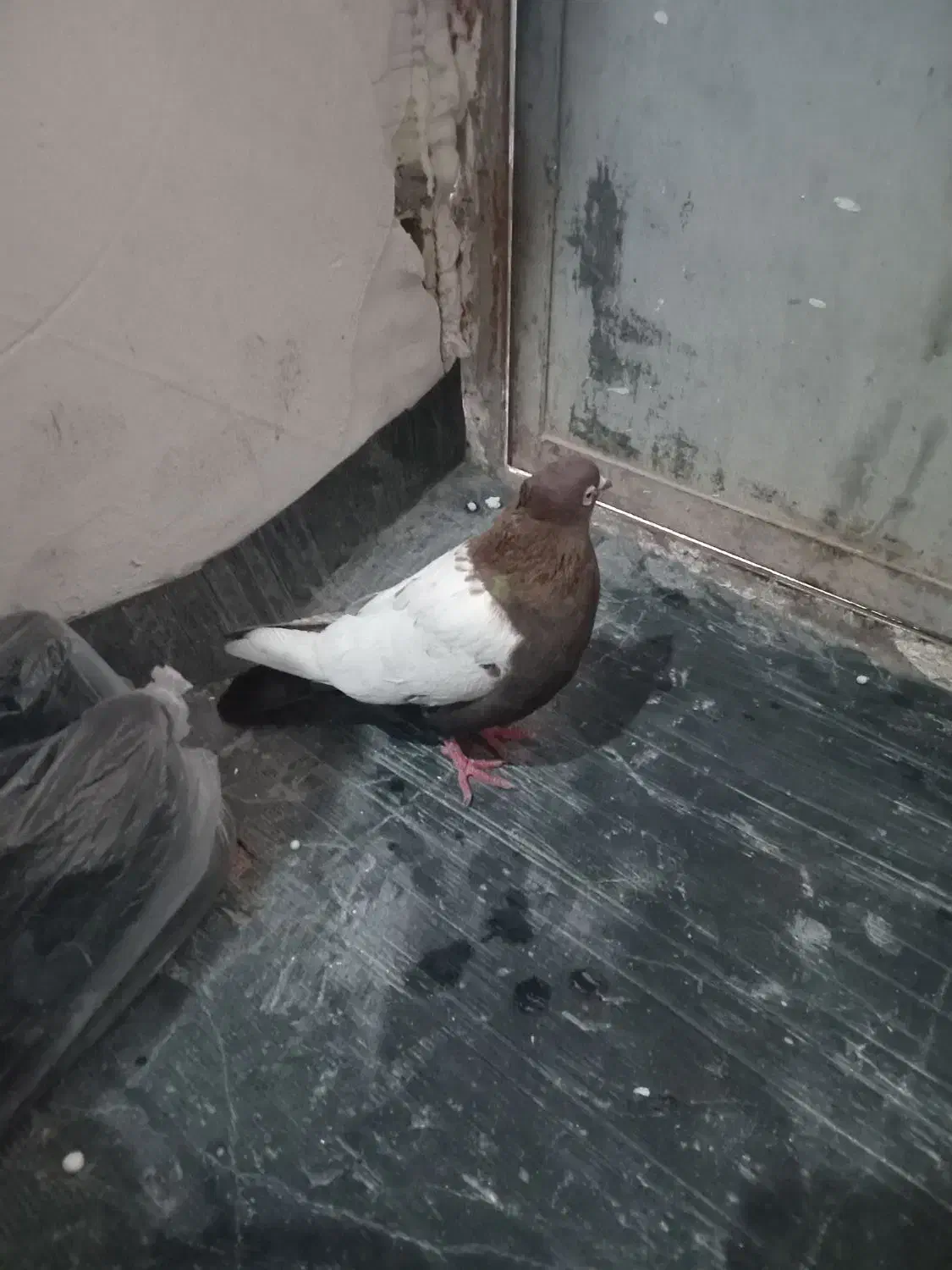 نر سرته قهوای|پرنده|بروجرد, |دیوار