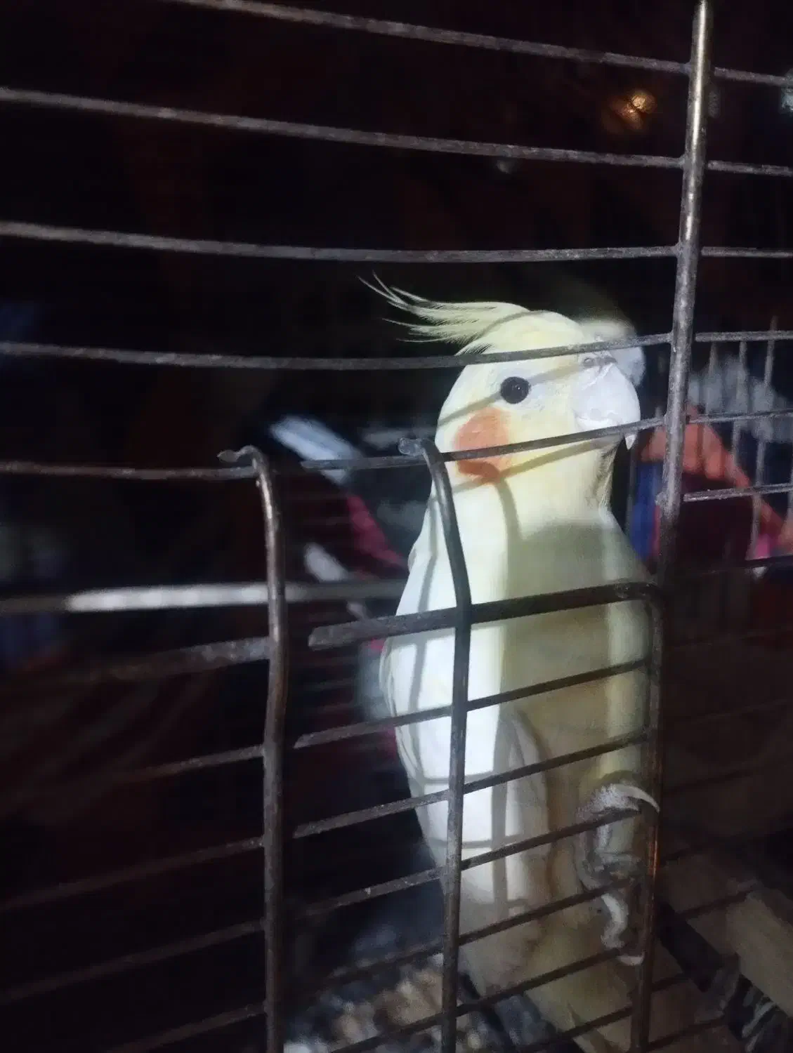 عروس هلندی دوعدد نر|پرنده|پاکدشت, پاکدشت (مامازند)|دیوار