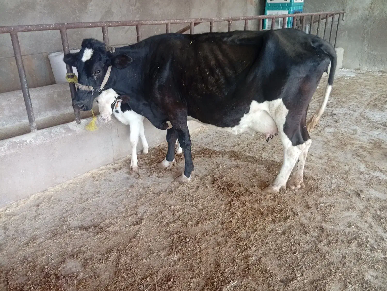 گاو و گوساله|حیوانات مزرعه|مسجد سلیمان, |دیوار