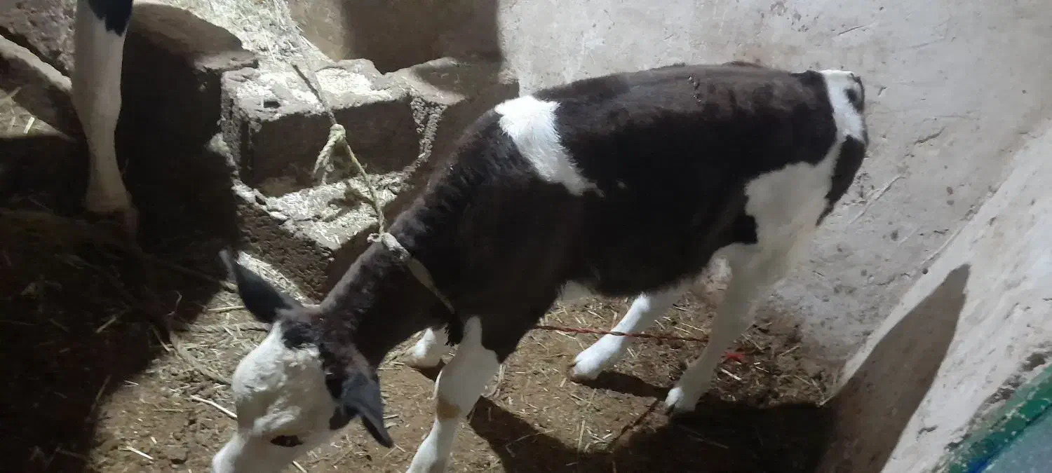 گوساله ۲ماهه|حیوانات مزرعه|صومای برادوست, |دیوار