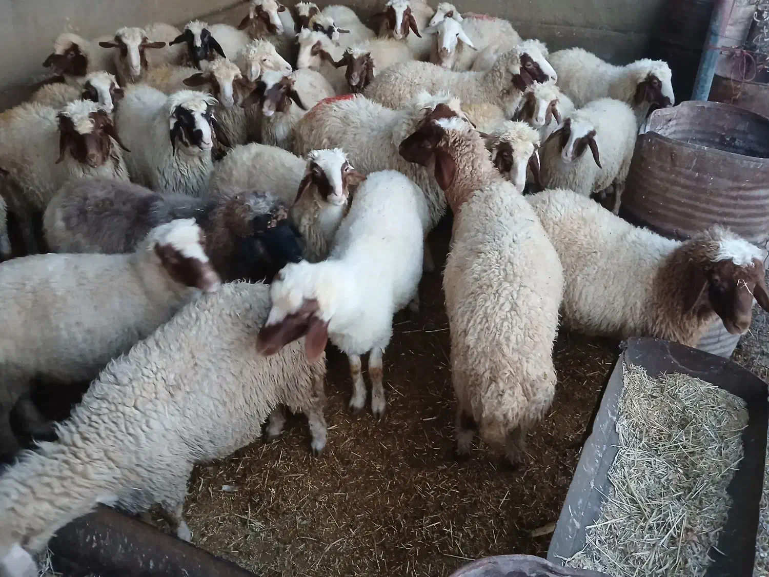 بره نر و ماده|حیوانات مزرعه|ماهیدشت, |دیوار