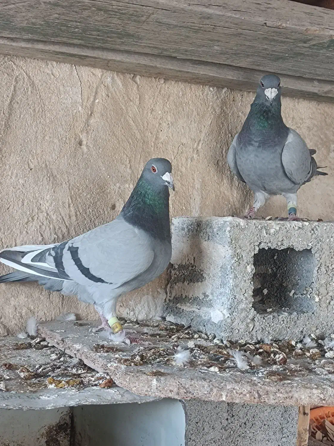 سه جفت مسافتی خوب|پرنده|برازجان, |دیوار