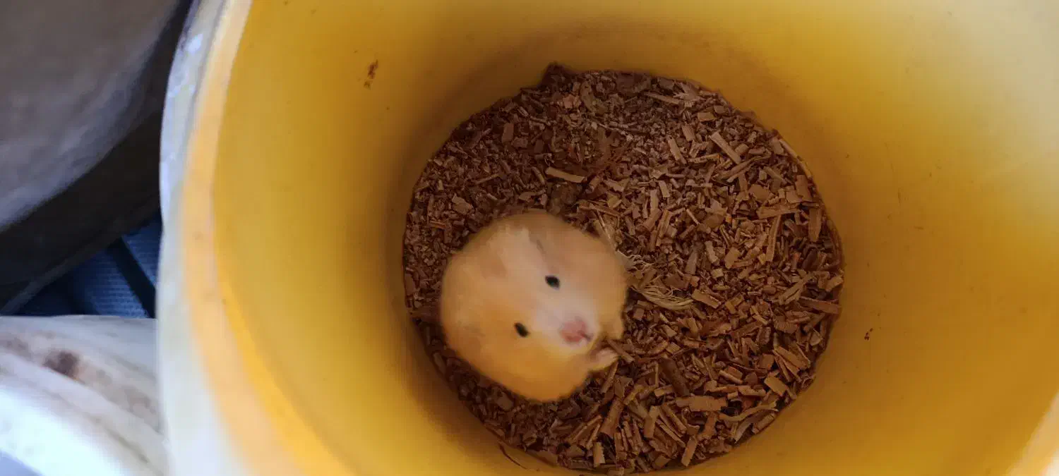 سه عدد همستر بالغ دو عدد ماده یک عدد نر|موش و خرگوش|مشهد, چهارچشمه|دیوار