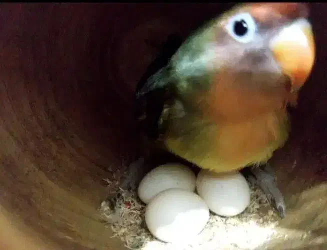 طوطی برزیلی|پرنده|قشم, |دیوار