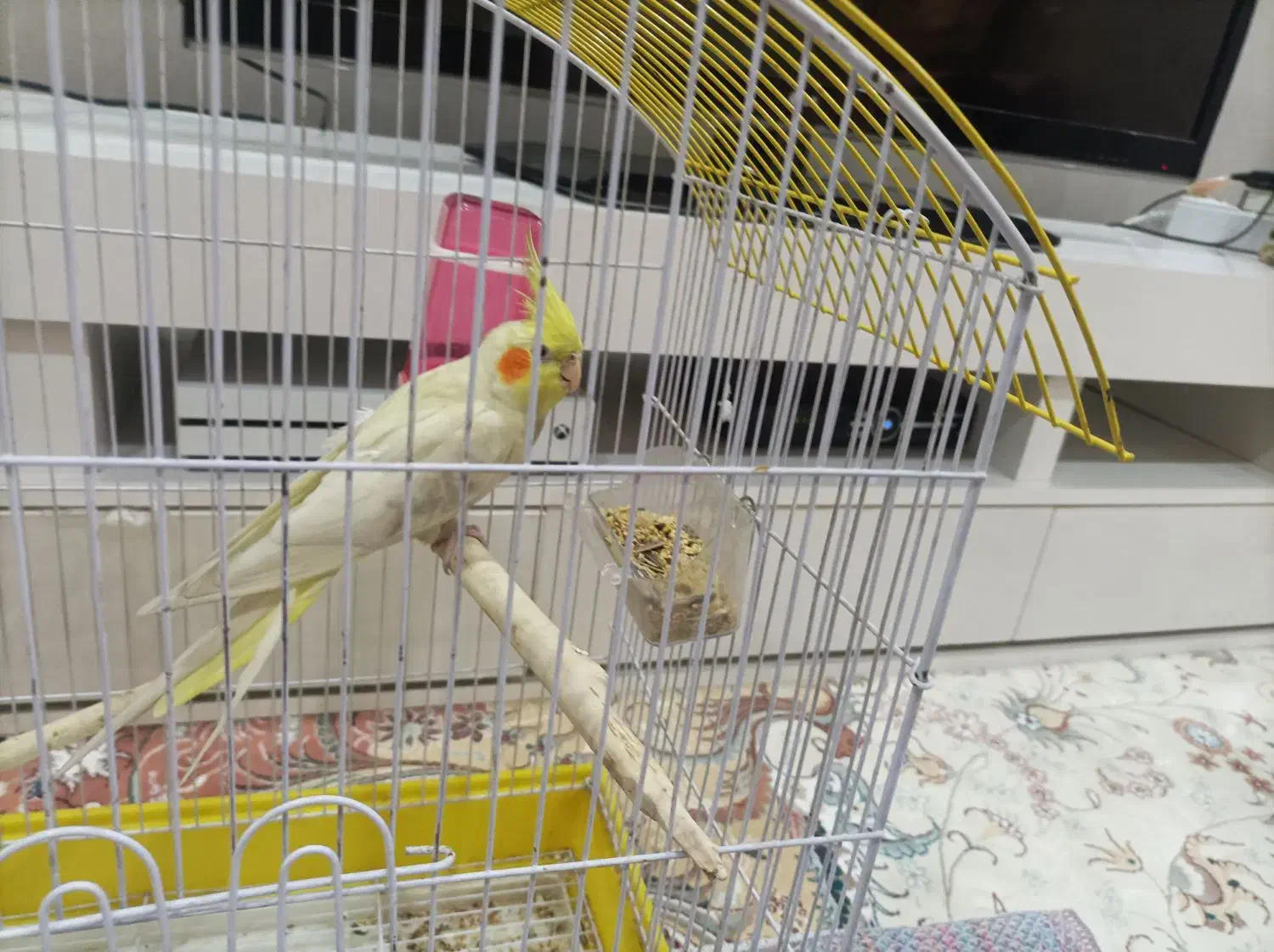 عروس هلندی باقفس۱۴۰۰۰۰۰|پرنده|الوند, |دیوار