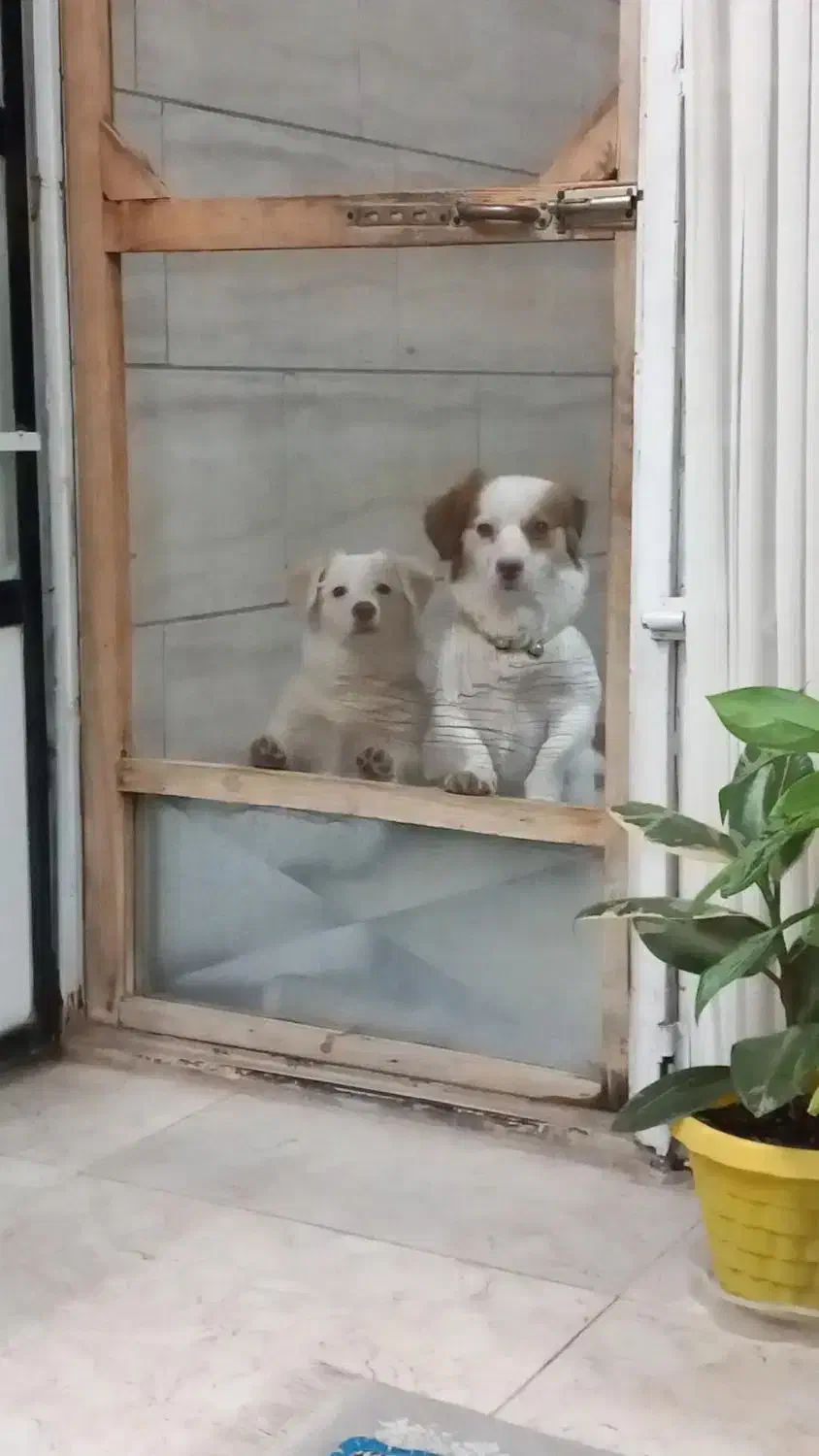 واگذاری پاکوتاه شناسنامه دار نژاد دار|سگ|کاشمر, |دیوار