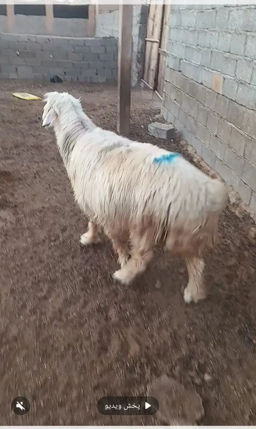 قوچ|حیوانات مزرعه|باوی, |دیوار