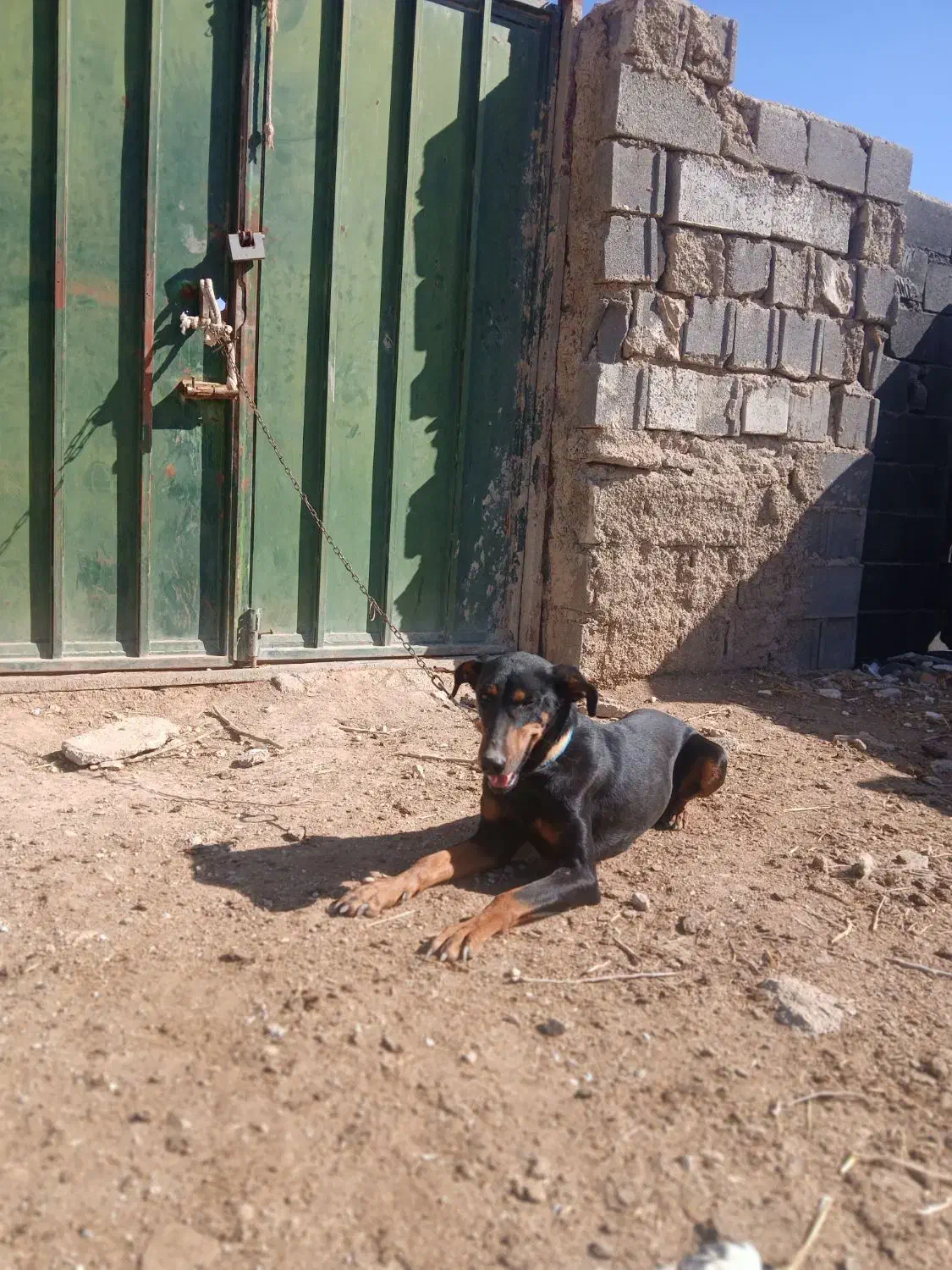 سگ دوبر من امریکایی|سگ|شاهین‌شهر, مسکن مهر|دیوار