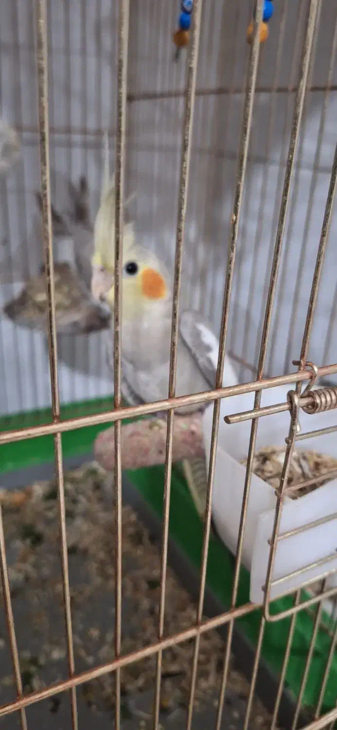 عروس هلندی|پرنده|بیجار, |دیوار