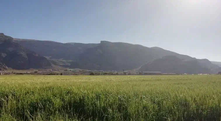 فروش فوری زمین کشاورزی|فروش زمین و ملک کلنگی|شیراز, دروازه قران|دیوار