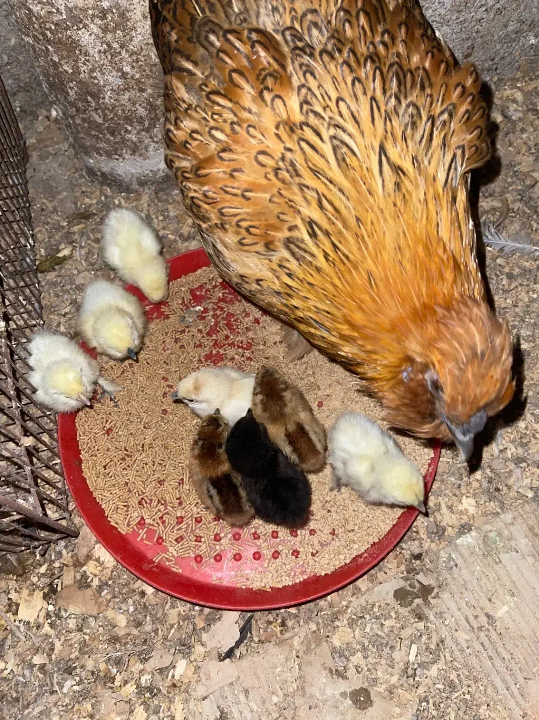 مرغ زیبا بهمراه ۱۰عدد جوجه|حیوانات مزرعه|رشت, یخسازی|دیوار