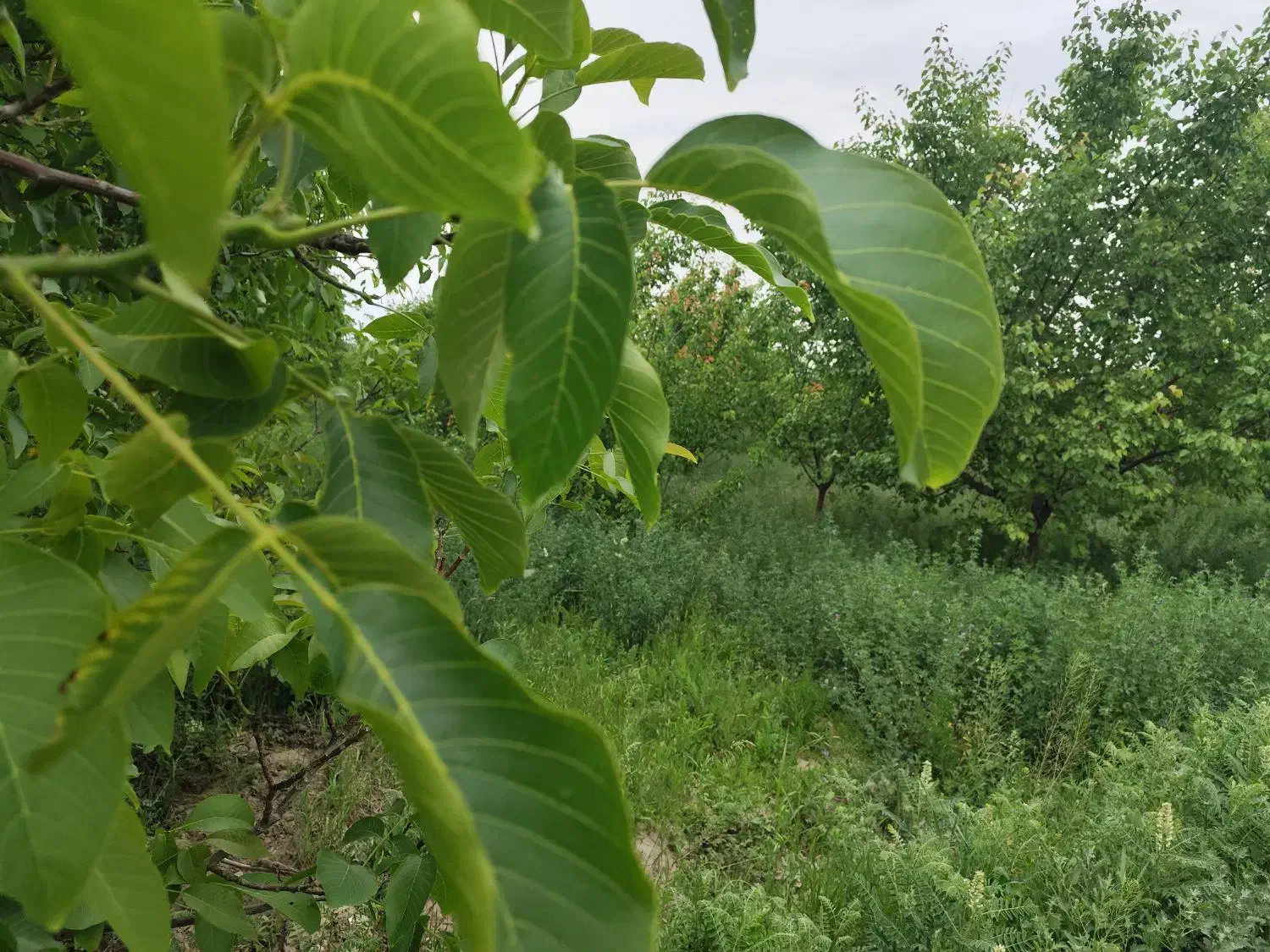 باغچه|فروش دفتر صنعتی، کشاورزی، تجاری|نوشین شهر, |دیوار