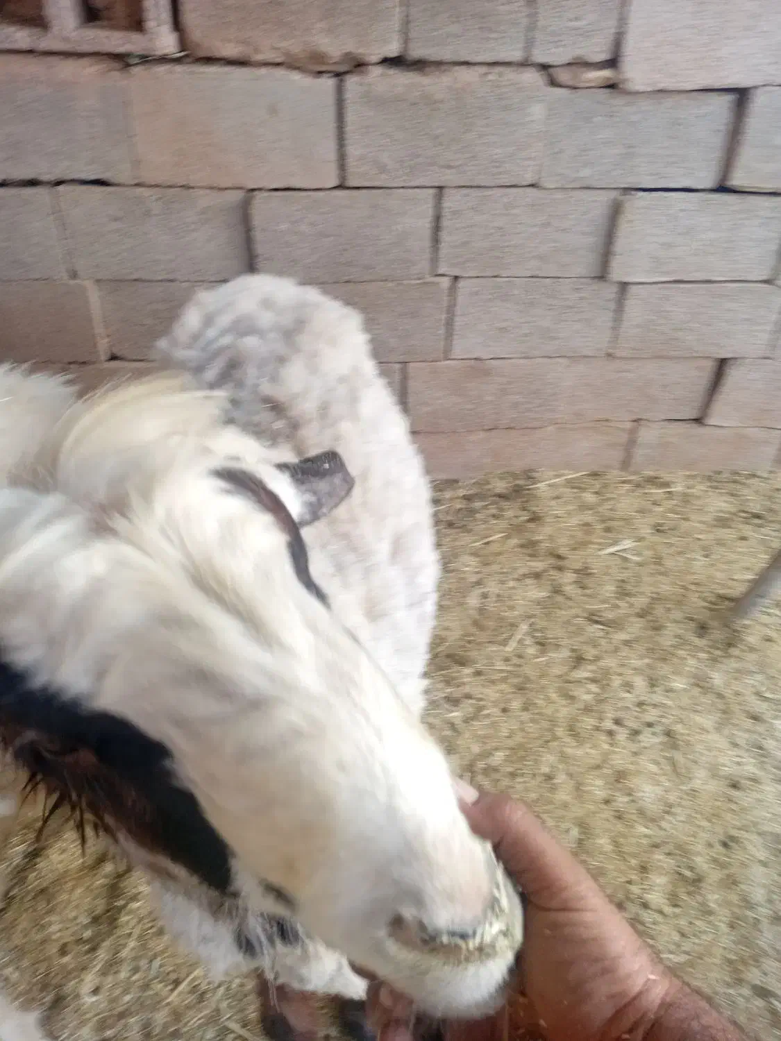 قوچ|حیوانات مزرعه|میمند, |دیوار