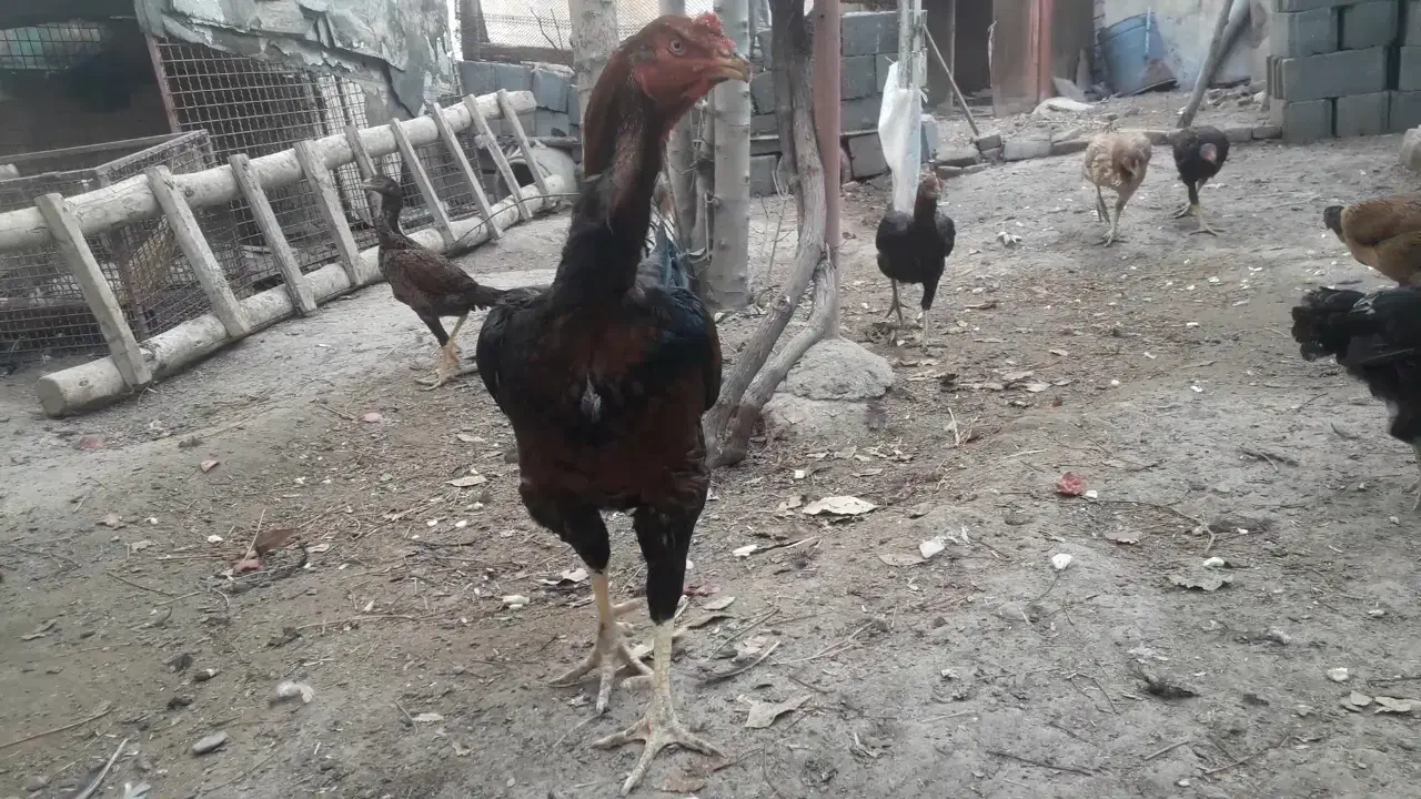 فروش مرغ و خروس لاری و محلی|حیوانات مزرعه|بناب, |دیوار