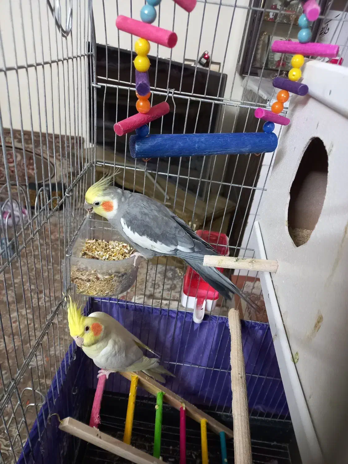 عروس هلندی سخنگو|پرنده|اسلامشهر, شهرک مهدیه|دیوار