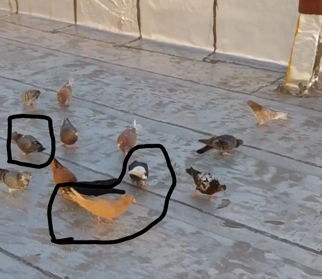 کبوتر ،معاوضه|پرنده|ملکشاهی, |دیوار