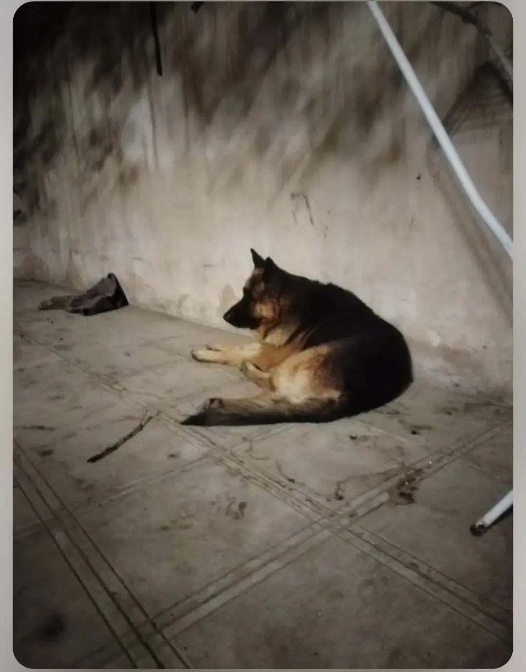 ژرمن شپرد کینگ نر ورک لاین مولداصیل|سگ|مشهد, فدک|دیوار