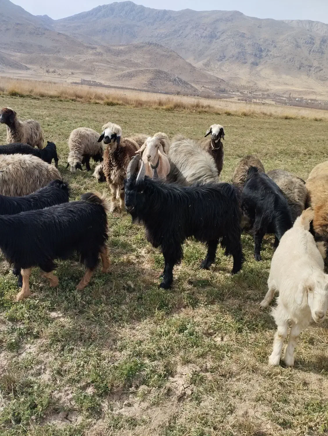 سلام فروش کهرچپش|حیوانات مزرعه|یاسوج, |دیوار