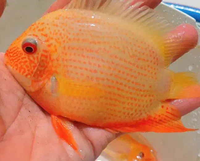 ماهیهای زینتی کاسپین (عمده و خرده)|ماهی|اردبیل, |دیوار