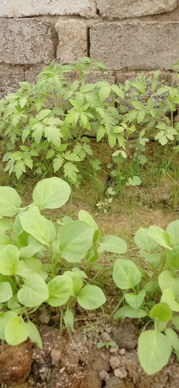 نهال گوجه|گل و گیاه طبیعی|زهک, |دیوار