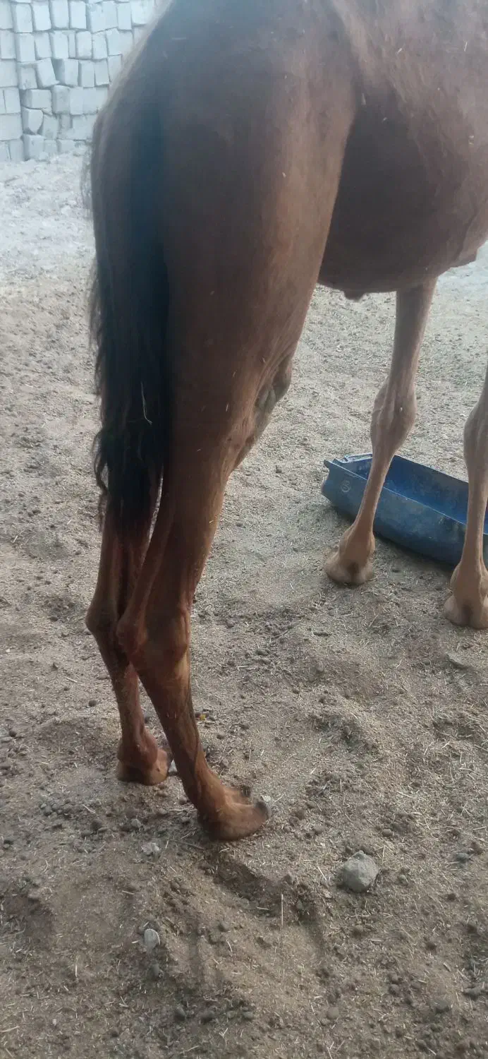 شتر نر|حیوانات مزرعه|قشم, |دیوار