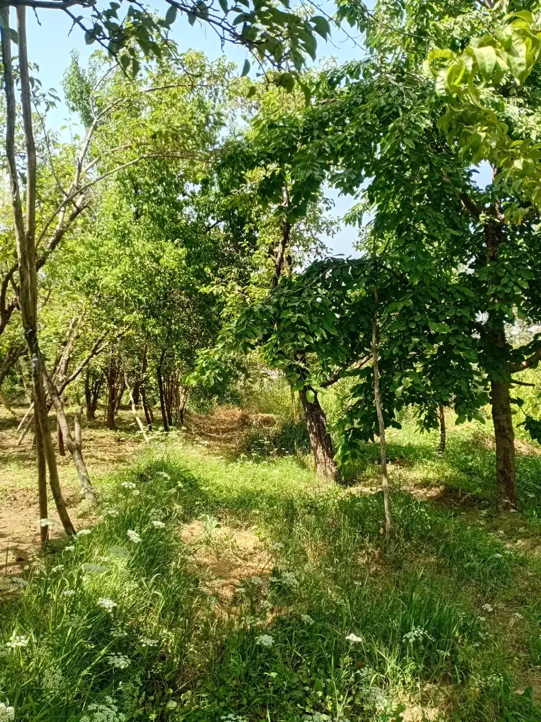 400 متر زمین باغی|فروش زمین و ملک کلنگی|نطنز, |دیوار