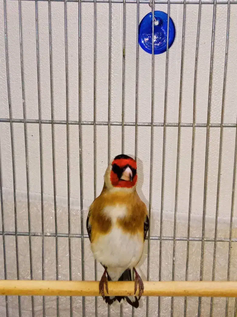 سهره نر یه وجبی بخون|پرنده|تهران, مسعودیه|دیوار