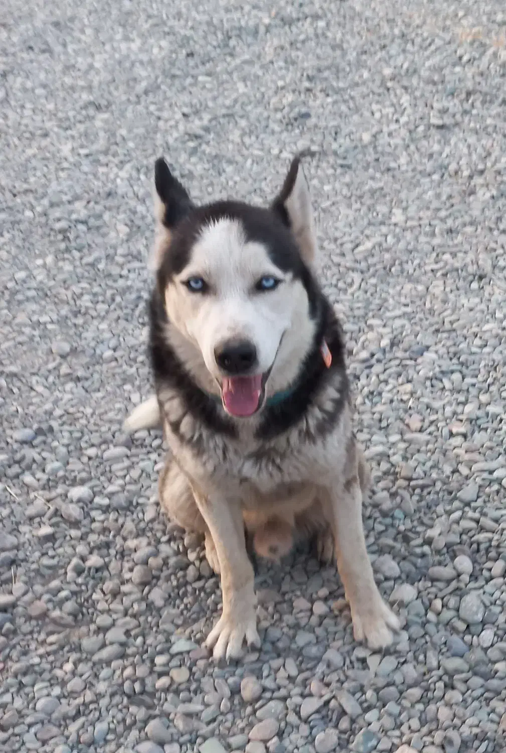 واگذاری رایگان سگ هاسکی توضیحات مطالعه شود|سگ|تهران, گیشا|دیوار