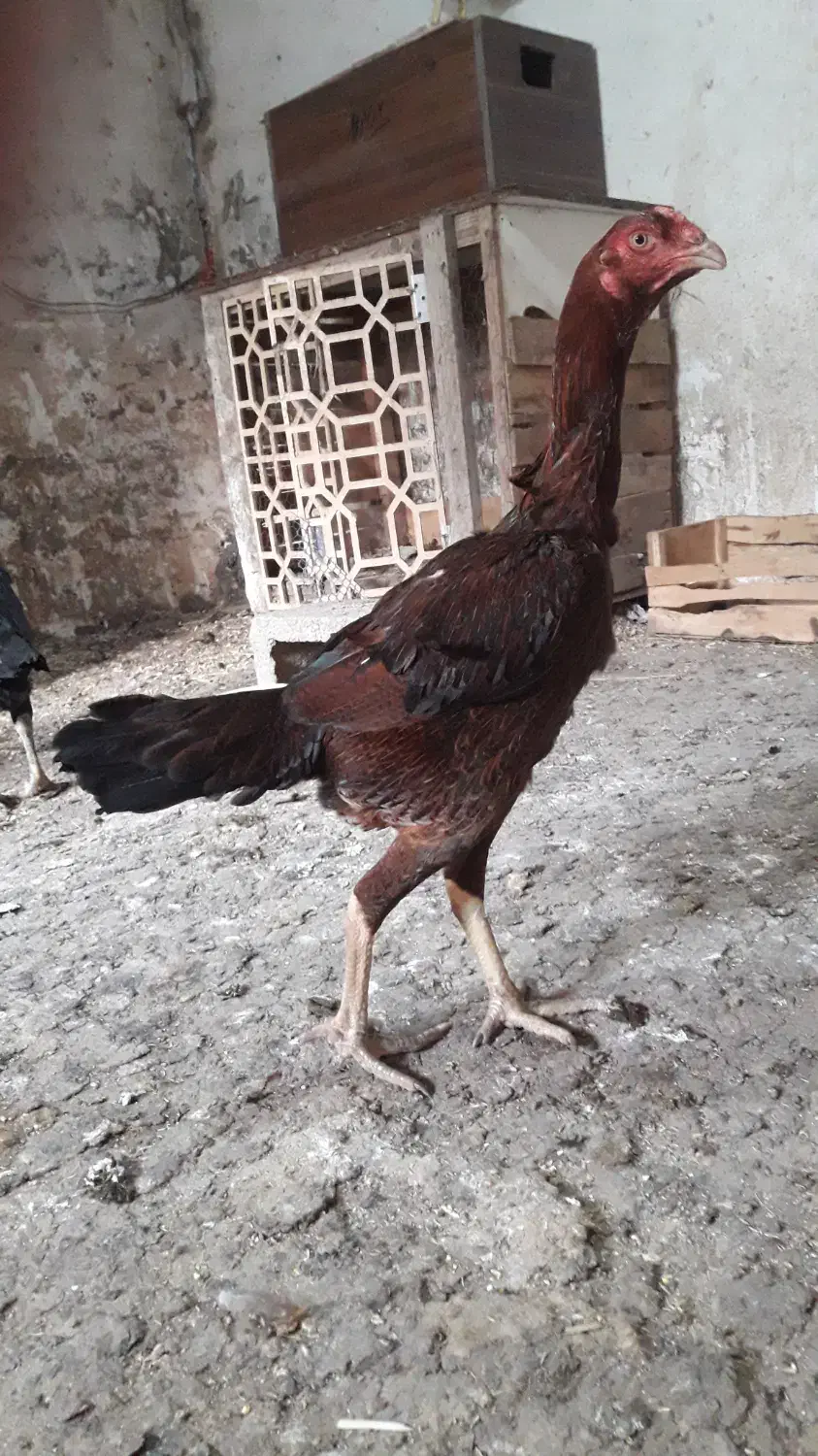 مرغ لاری|حیوانات مزرعه|بابل, |دیوار