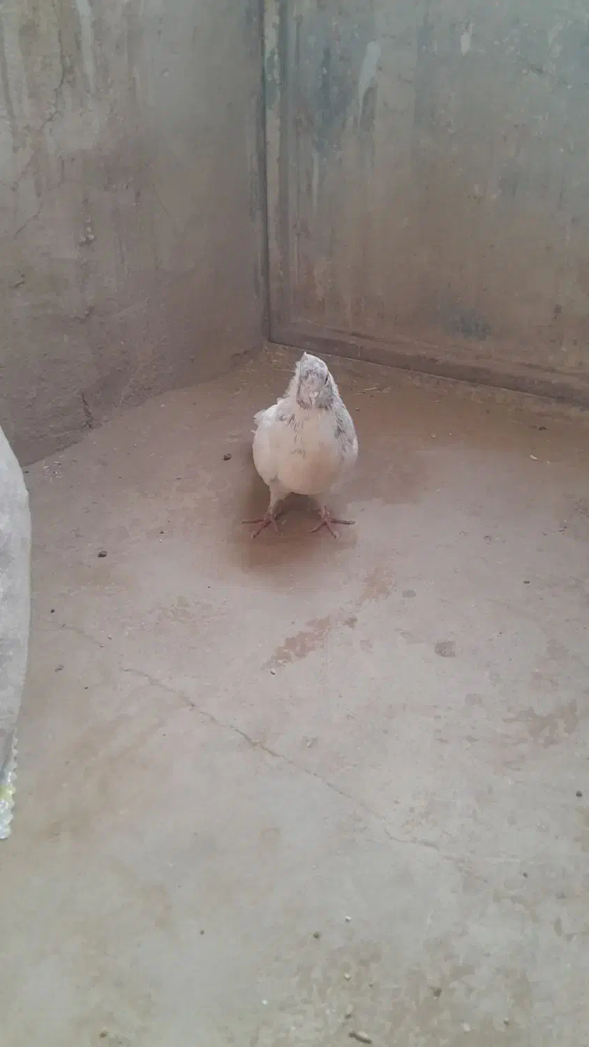 کفتر فروشی دونی ۱۰۰همه سالم سالم هسن|پرنده|بافق, |دیوار