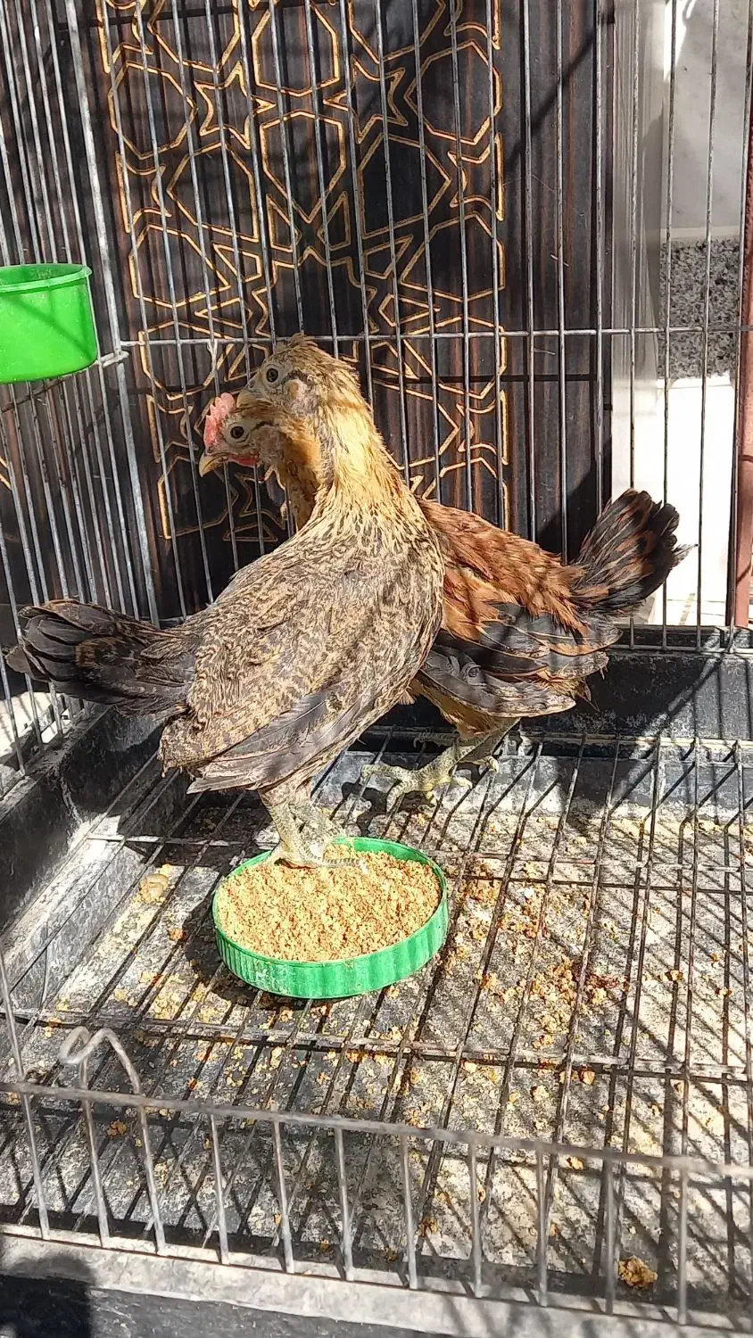 نیمچه مرغ و خروس لری اصیل|حیوانات مزرعه|مبارکه, |دیوار