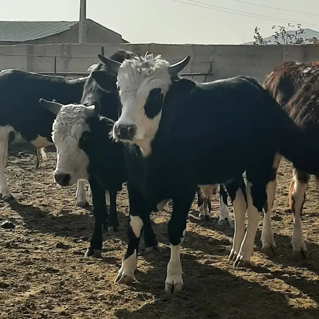 فروش گوساله جنگلی|حیوانات مزرعه|مهدی شهر, |دیوار