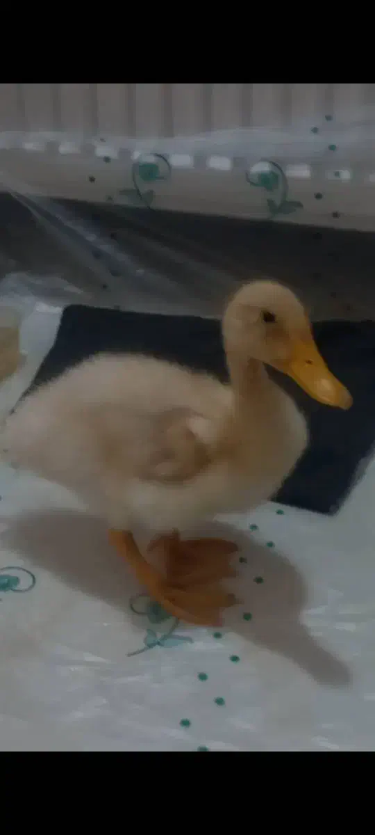 جوجه اردک دستی|حیوانات مزرعه|قدس, شهرقدس|دیوار