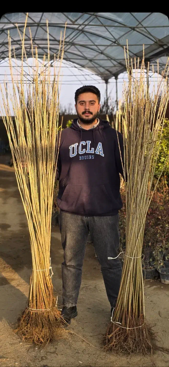 صنوبر سرمایه گذاری میلیاردی|خدمات باغبانی و درختکاری|خرمآباد, |دیوار