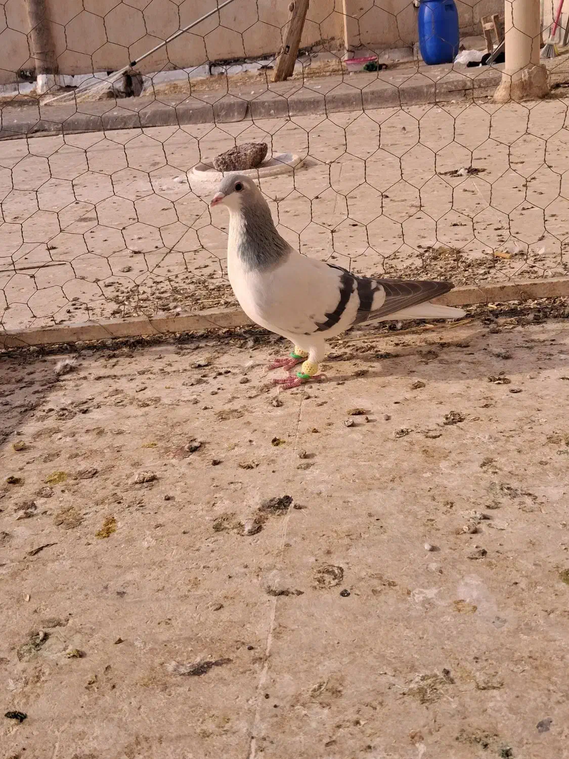 بدرنگ کبود نر|پرنده|دشتابی, |دیوار