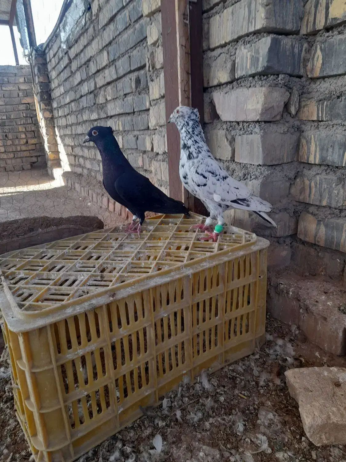 کبوتر|پرنده|اسفراین, |دیوار