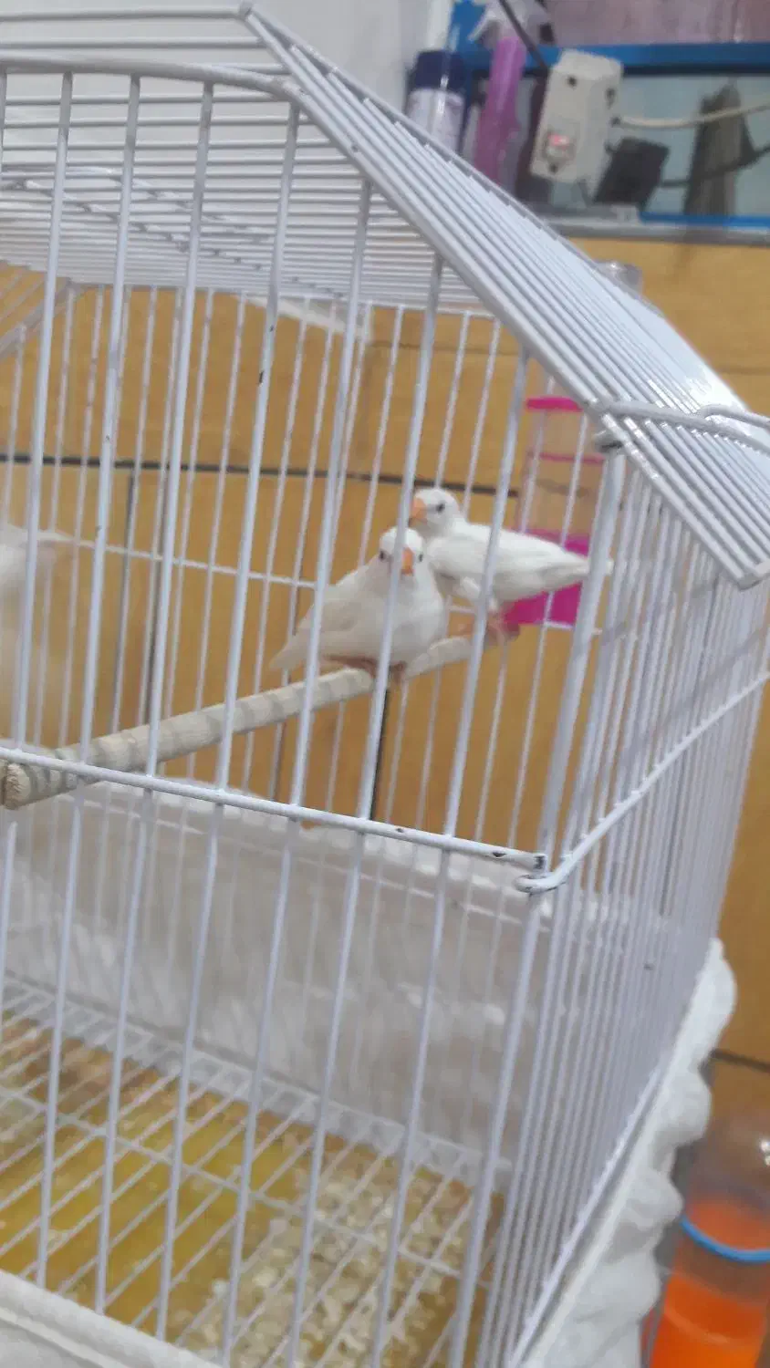 دوجفت فنچ باقفس|پرنده|ایذه, |دیوار