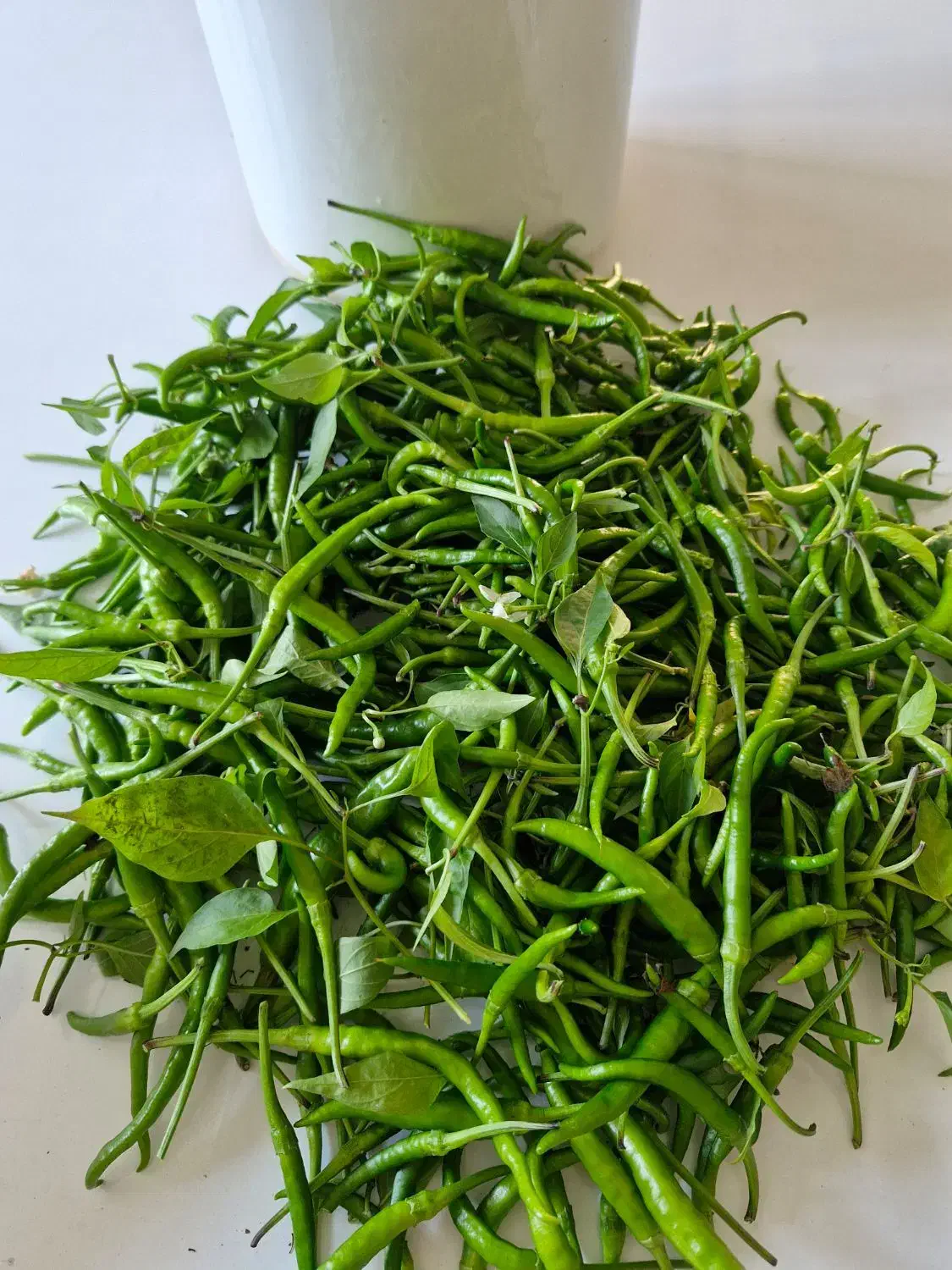 فلفلتندوشیرین|خوردنی و آشامیدنی|لاهیجان, کوی آزادگان|دیوار