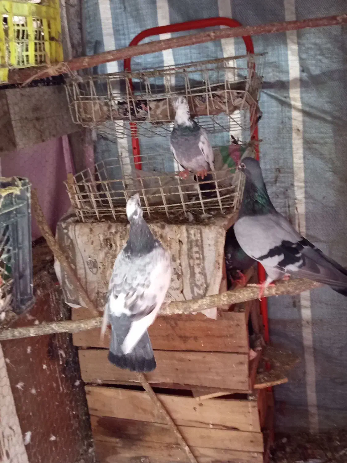 کبوتر|پرنده|رودسر, |دیوار