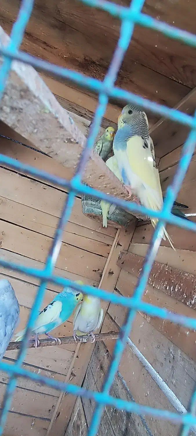 مرغ عشق خاص در رنگهای مختلف و قیمت مناسب|پرنده|پلان, |دیوار