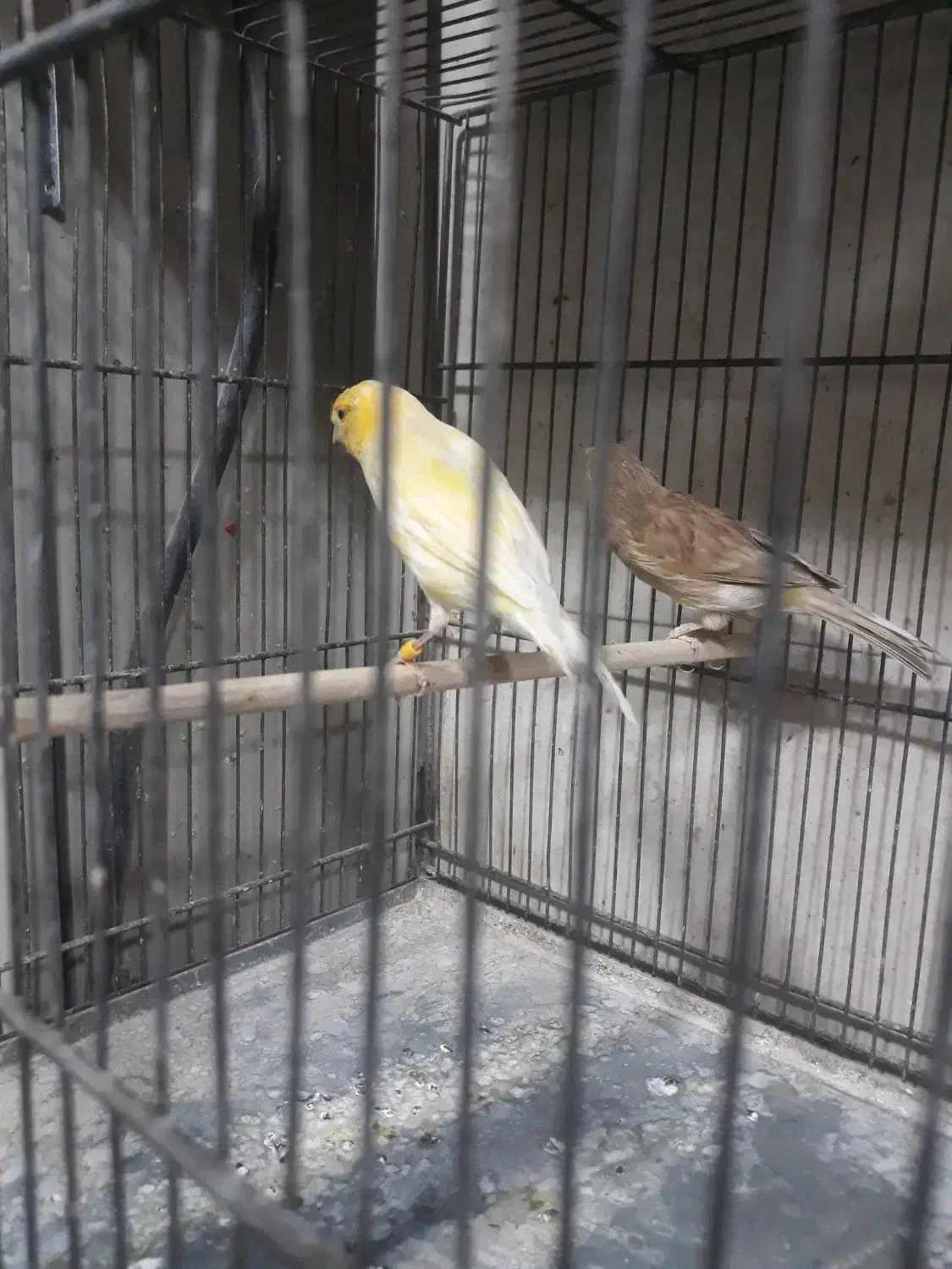 قناری ماده اماده پس کوزه ای|پرنده|تهران, اتابک|دیوار