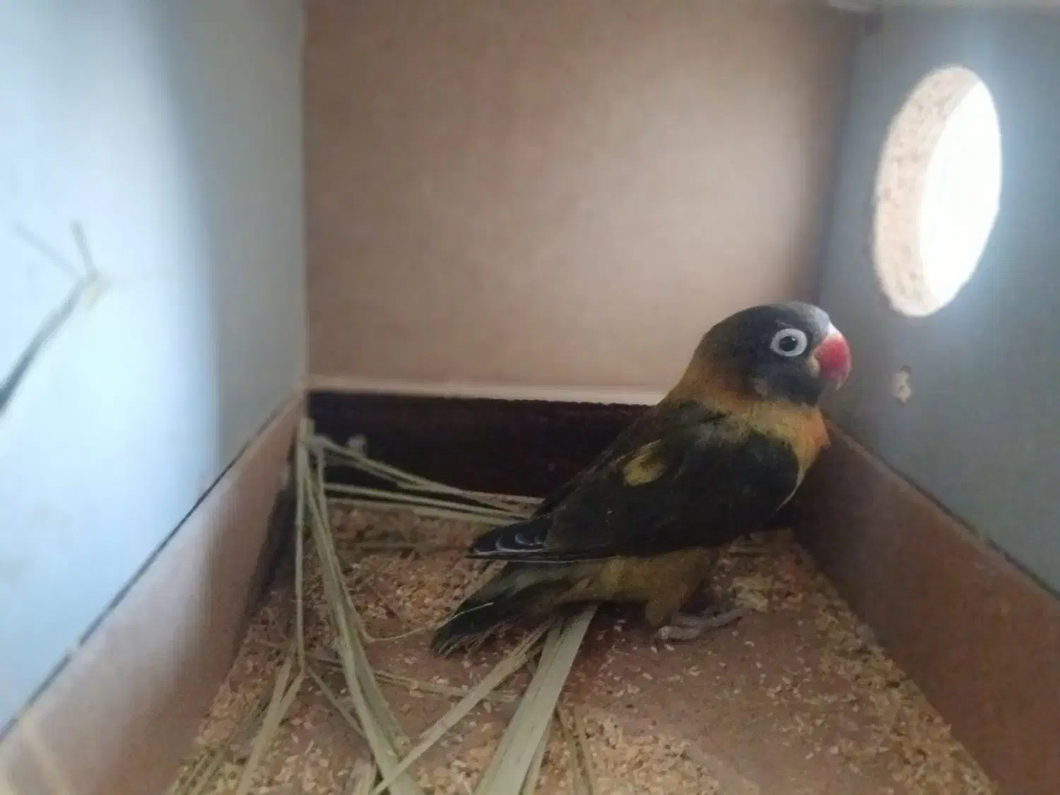 کوتوله ماده بالغ(طوطی برزیلی)|پرنده|اردکان, |دیوار