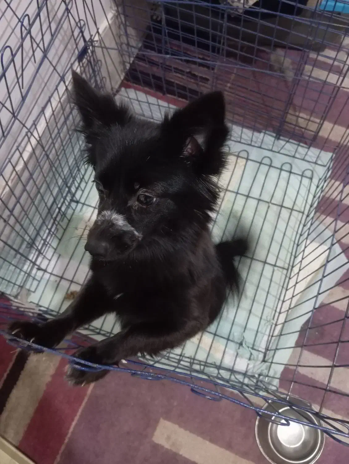 سگ ماده|سگ|قم, عمار یاسر|دیوار