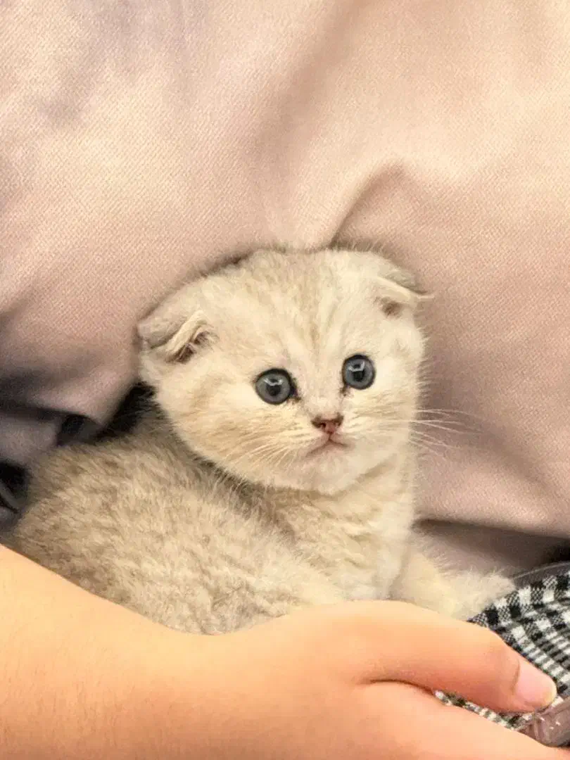 فروش بچه گربه اسکاتیش|گربه|بندرعباس, |دیوار