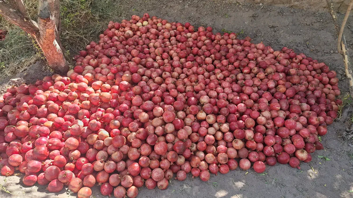 انار منطقه عقدا|خوردنی و آشامیدنی|حمیدیا, |دیوار