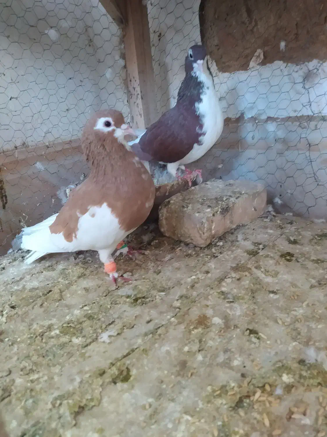 نر و ماده خال امری|پرنده|کاشمر, |دیوار