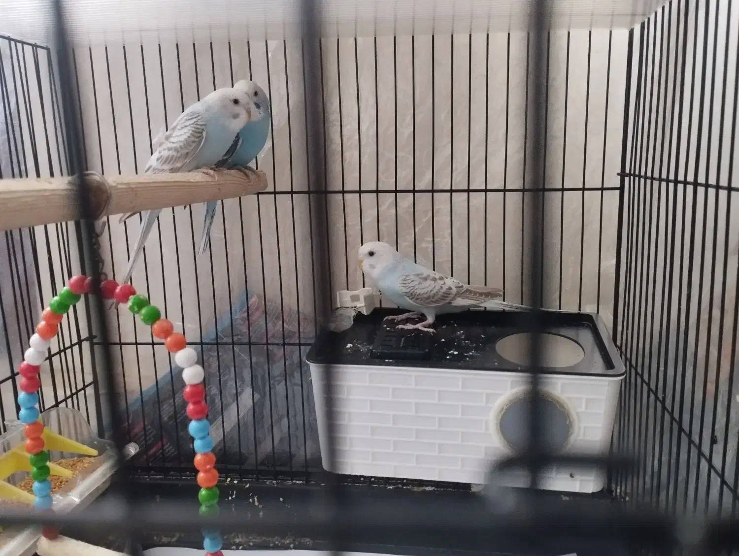 مرغ های عشق رنگارنگ|پرنده|سنندج, |دیوار